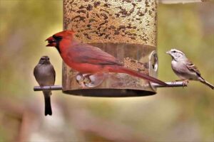 önetetős madáretető